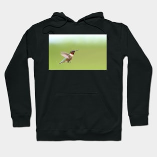 Ruby-throated Hummingbird Hoodie